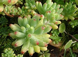 Dedinho-de moça-rubro