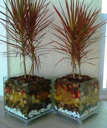 Dracena